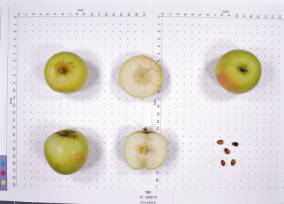 FRUIT